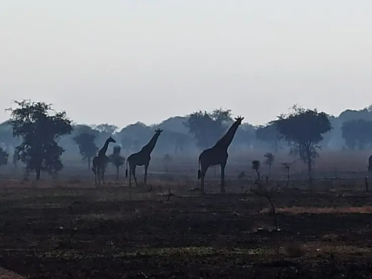 safari giraffes tanzanie