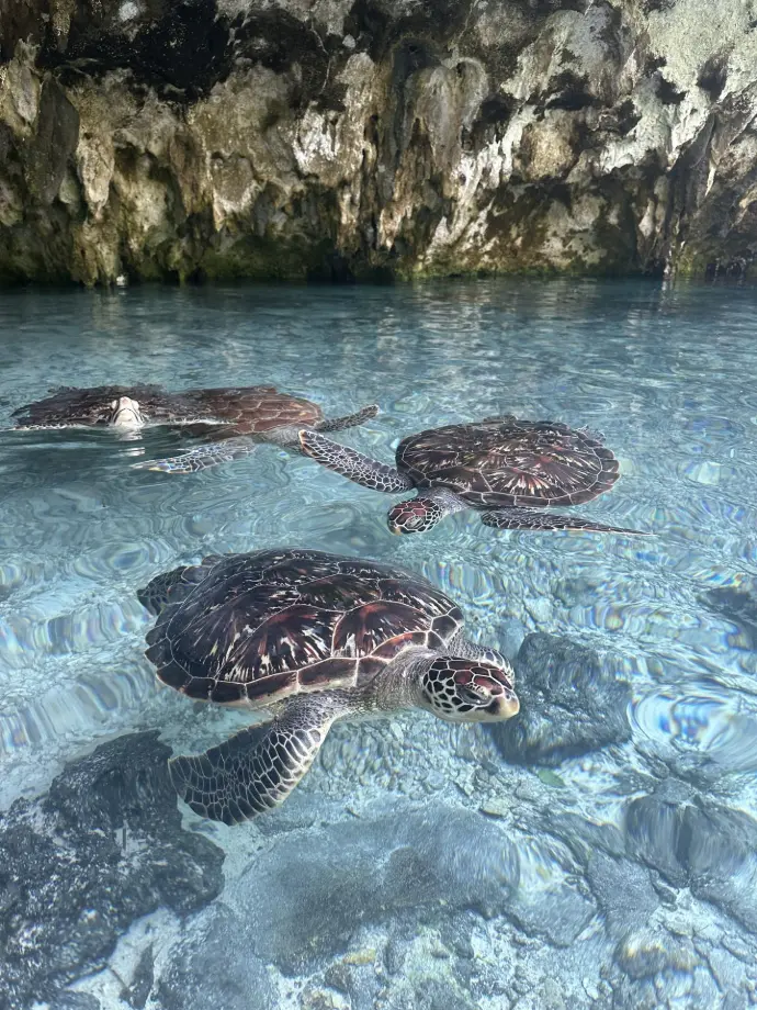 Zanzibar tortues