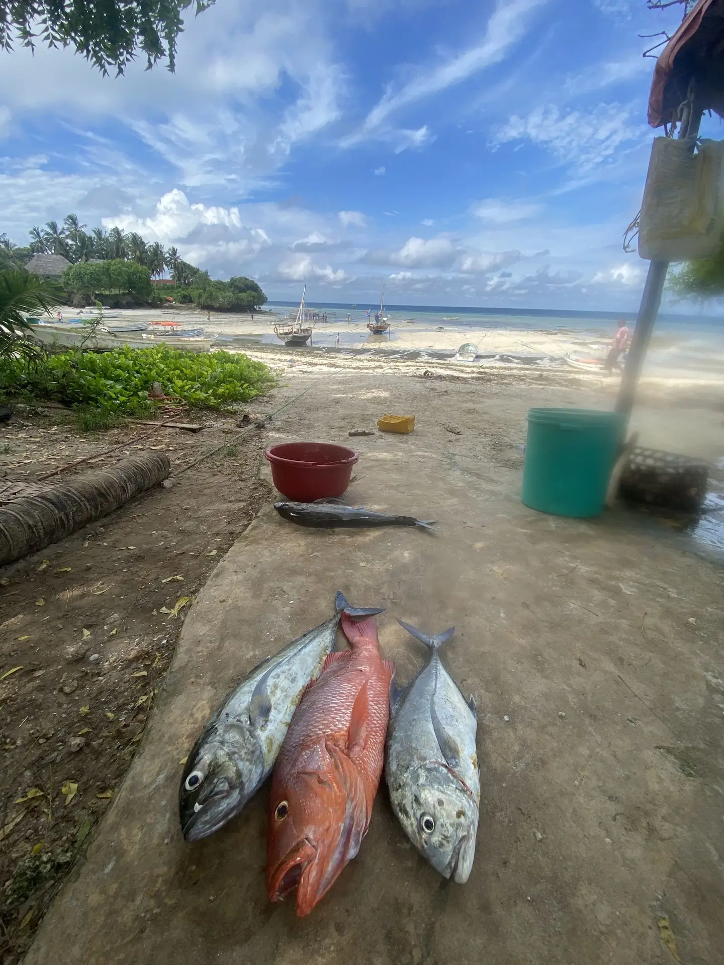 poissons kizimkazi