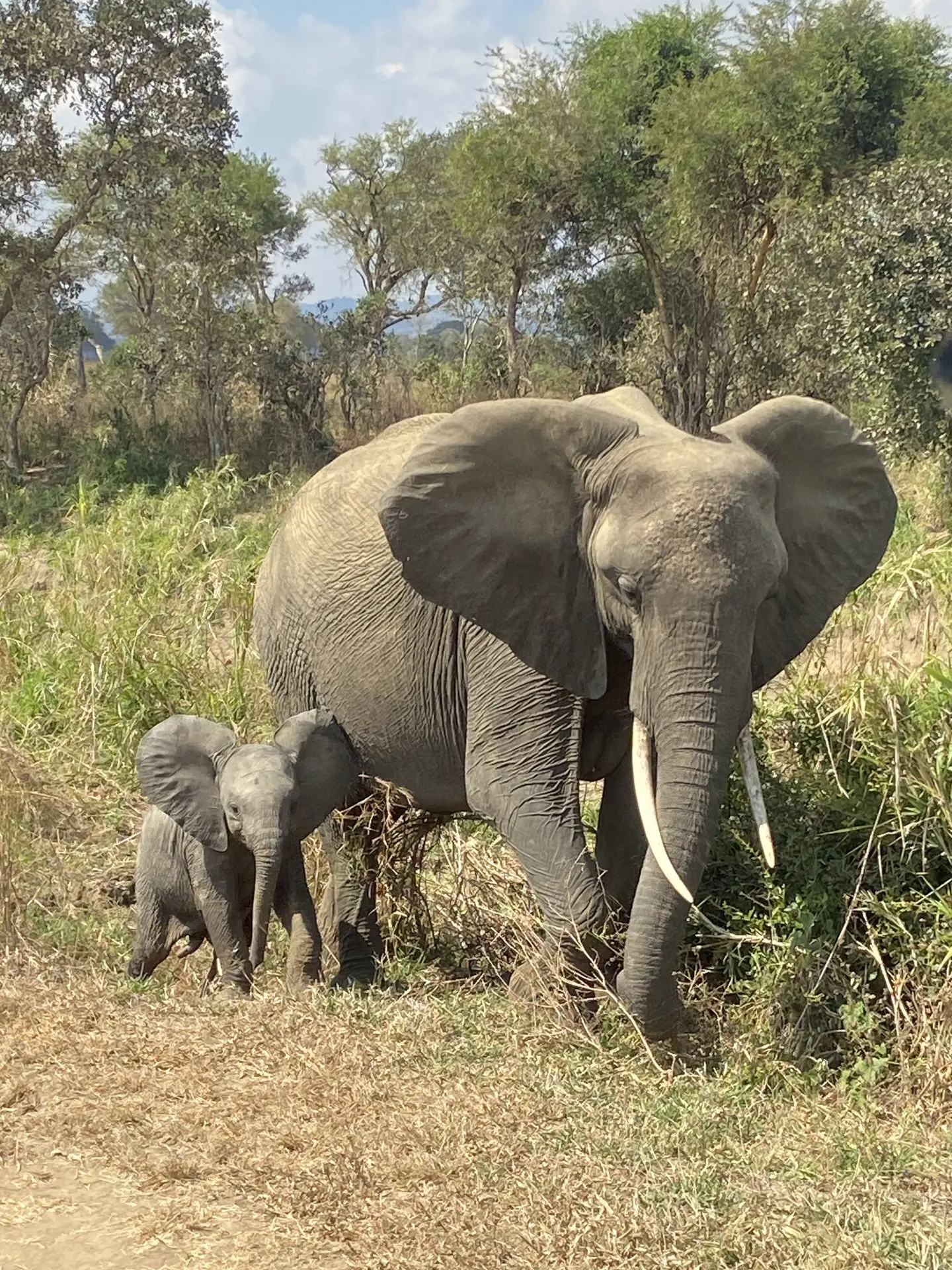 mikumi elephants